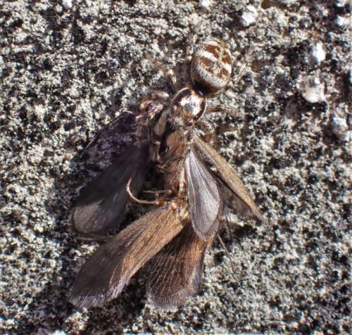 Réf. 318 579 : Salticus scenicus